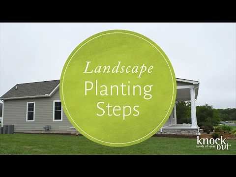 Planting Knock Out® Roses in the Landscape