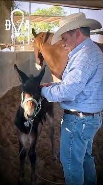This is how a Mule is defined from a young age.