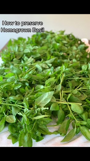 Preserving Basil for Winter: Easy Steps for Homegrown Herb