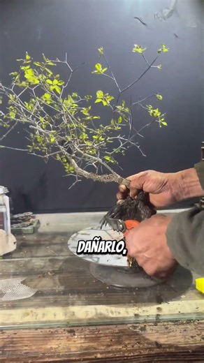 La planta que creció en el lugar mas extremo