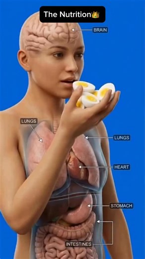 Pouya Saadat on Instagram: "Have you eaten your eggs today? 👑🥚 Eggs are truly the king of nutrition. One of the most complete foods nature has ever created. Inside one egg you get: • High-quality complete protein (all essential amino acids) • Healthy fats that support hormones & brain function • Choline for brain, memory, and nervous system • Omega-3s (especially in quality eggs) • Vitamin A, D, E, K • B vitamins (B12, B2, folate) • Selenium, zinc, iron, magnesium And yes — cholesterol. The go