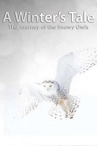 A Winters Tale The Journey Of The Snowy Owls (2014) - Movie