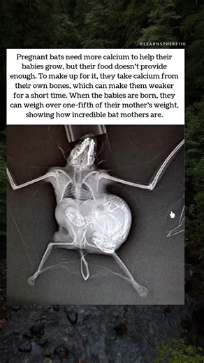 Bat Moms: Sacrificing for Their Babies 🦇💛