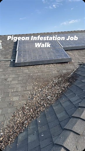 Golden Rays Solar & Cleaning Company | Pigeon Control on Instagram: "This is what a pigeon infestation looks like, continue to wait to resolve your solar bird problem & it ONLY gets worse. The longer you wait the more costly the fixed cost & the more damages it causes. Get PROTECTED today! ✅"
