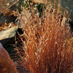 Schizachyrium Blaze, Blaze Little Bluestem Grass | High Country Gardens