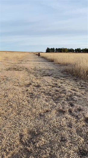 Here is a lil fun clip of moose’s facial expressions when he runs😂😂 I just can’t get over his face I love it 🧡