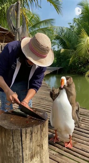 Funniest Pets on TikTok Compilation