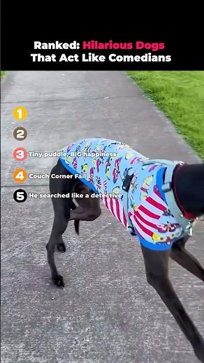 Ranked- Hilarious Dogs That Act Like Comedians