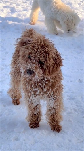 Κανίς - Poodle | Γνώρισέ το Καλύτερα!