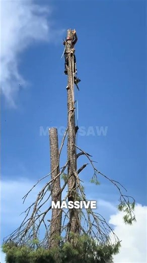 TIMBER! 🌲✂️ Insane Tree Cutting Skills