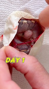 19K views · 187 reactions | Ball Python Color Transformation! GHI YB Hypo | BALLS of FURY | Facebook