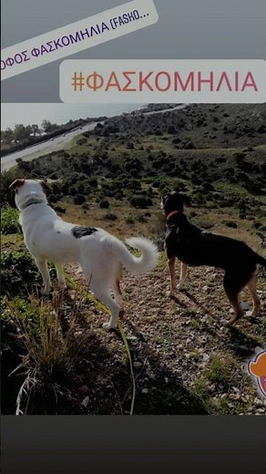 Εκπαίδευση σκύλων στα πάρκα της Αθήνας #εκπαιδευση_σκυλων