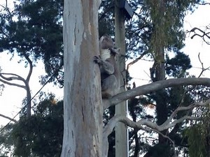 Koala's Freaky Mating Call