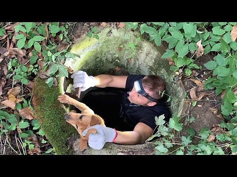 Rescued dog trapped in the sewer thanks to man who found her | Kana’s rescue