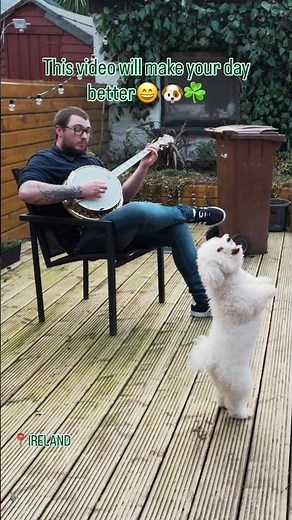 Only in Ireland… where even the dogs know how to dance a proper jig! 😄🐶🎻📸 ‪@DavidHarrisMusic96‬