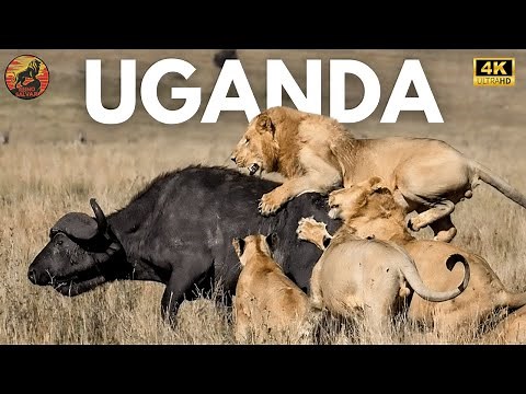 WILD UGANDA - The Battle for Survival | Animal Documentary