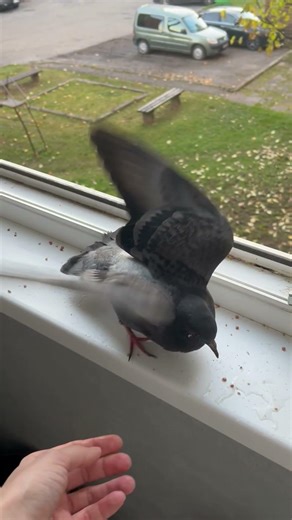 Rescued Pigeon Returns to Window to Eat Seeds Six Days After Release