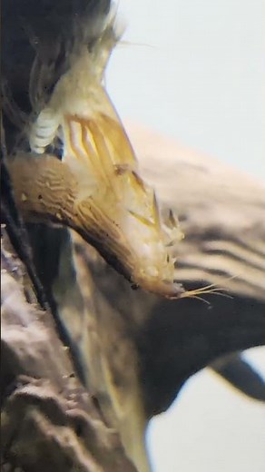 How OFTEN Do Aquarium Shrimp Molt?