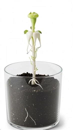 From Seed to Bloom: The Beautiful Evolution of a Marigold 🌼#shorts #trend