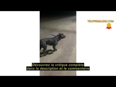 Avis sur la Beaphar Gentle Leader - Collier pour Chien - Taille L - Rouge - Robuste et Durable - Fac