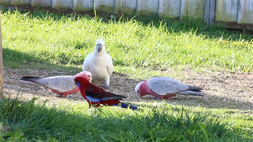 Crimson rosella (Platycercus elegans), Sulphur crested cockatoo (Cacatua galerita), Galah (Cacatua roseicapilla) | BIRDS & Nature