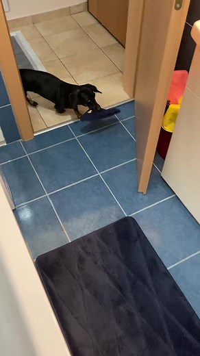 Funny Dog Tricks with Papucs 🐾❤️