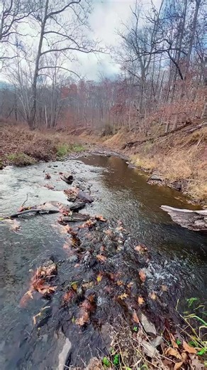 Ka-Te Tamaskan -Beyond-Energy Center on Instagram: "🌊 The River of Rebirth 🌿 Where cultures meet, the water remembers. Here on the Beyond-Energy land, the sacred river flows through centuries — a place where Japanese Misogi cleansing meets Shinrin-yoku forest immersion, and where Native and African traditions call upon water as life, spirit, and renewal. This is where we wash away the old… where the river rebalances the soul, and the forest breathes new strength into the heart. ✨ Guided sessio