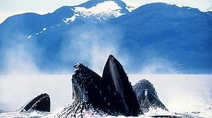 Watch Blue Planet - Seas of Life Season 1 Episode 7 - Tidal Seas