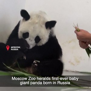 38K views · 2.6K reactions | Moscow Zoo announced on Wednesday (August 30) the birth of the first-ever giant panda cub born in Russia. This case is of particular note due to the pandas' age - Ru Yi and Ding Ding are seven and six years old, respectively. Typically, a panda will have its first cub between eight and ten years of age. | ShanghaiEye | Facebook