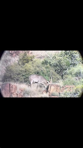 Avery sporting a 300 WSM shooting 168 Grain Barnes X did an incredible job on her Waterbuck. Superb shot young lady! #theeastcapeexperience | John X Safaris
