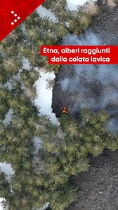 Etna, alberi raggiunti dalla colata lavica. | Local Team