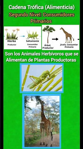 Cadena Trófica (Alimenticia) #biología