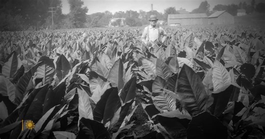 These United States: America's first cash crop