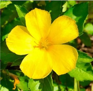 Buttercup Bush - Live Plant - Etsy