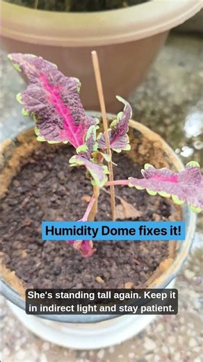 How to deal with Transplant Shock? 😱 #shorts #Coleus#TransplantShock #PlantRescue
