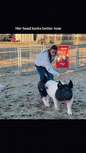Hog showmanship training tips. #hogshowman #showpigs | show pigs