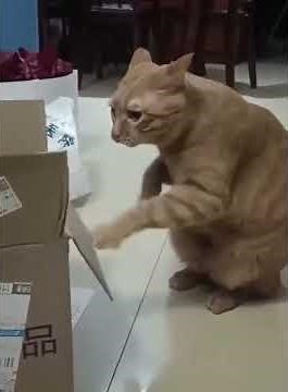 Crazy Cats Doing Crazy Things Compilation #funnycats #crazycats #catvideos