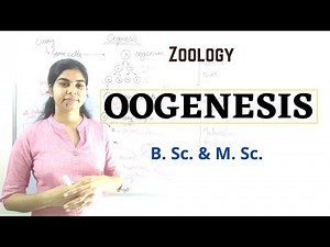 Oogenesis || B. Sc. and M. Sc. || Zoology