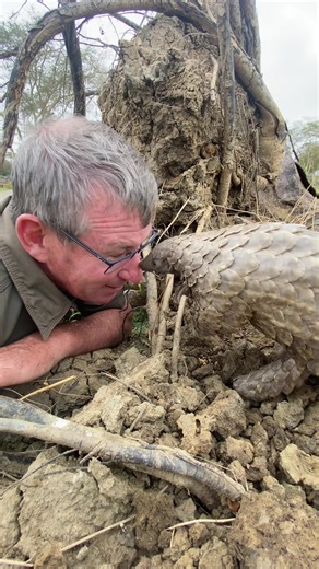 Adorable Pangolin Conservation - A Close Encounter with this Rare Animal