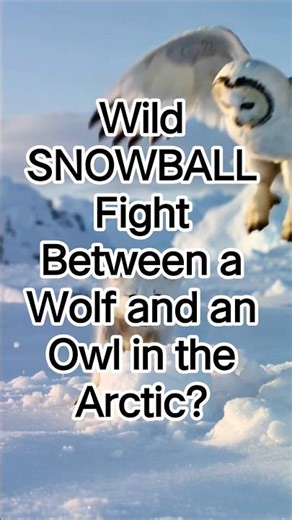 Wild SNOWBALL Fight Between a Wolf and an Owl in the Arctic?