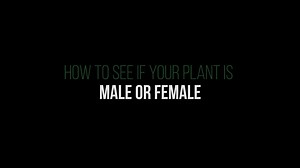 How to see if your cannabis plant is male or female