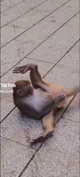 Stinky Monkey Compilation: Hilarious and Unbelievable Moments