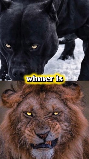 Lion VS Pitbull Fight & comparison #pitbull #lion