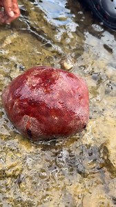 Red sand💵 | Rosalie C. Arellano