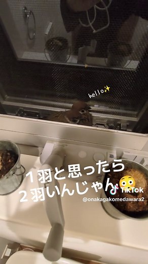可愛いスズメの癒し動画