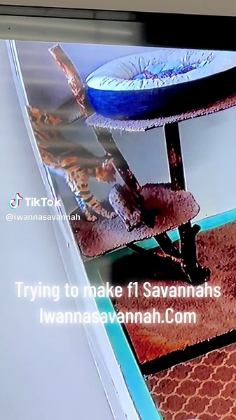 Many people wonder why f1 savannahs cost so much. One of the many hoops we jump through as breeders to get f1, is having a serval that will breed Savannah females. It often takes a few years of placing the same female with the same serval over and over again each heat cycle before he finally breeds her. IF he does, about less than 1/2 of the girls are able to carry the serval genes and won’t get pregnant or arent able to carry the babies to term. So after years of trying, end up with nothing and