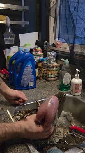 easy Cleaning grouse #ontario #hunting #grouse