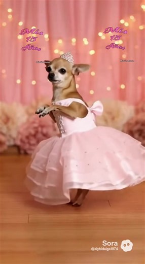 Chihuahua Dancing to Vals: A Joyful Moment