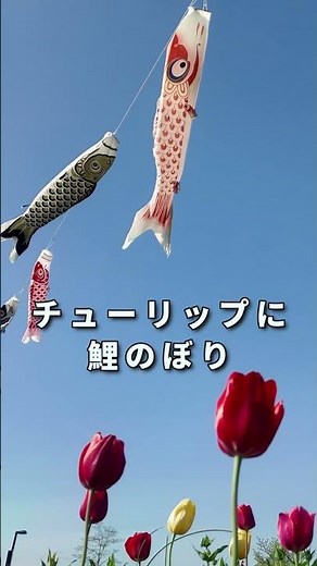 Matsubushi Green Hill Park [Morning Miracle] Carp Streamers, Flowers, and Light by the Water | Sa...