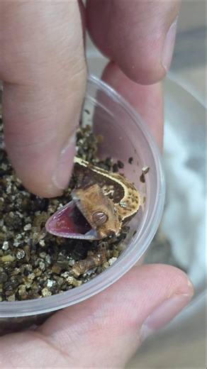 Please make sure to do this when your lizard is born #CrestedGecko #GeckoLizard #GeckoCare #PetLi...